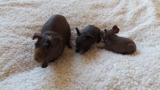 Hairless Guinea Pig amp Cute Babies [upl. by Deanne]