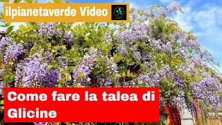 Come fare la talea di Glicine  Wisteria Sinensis [upl. by Uahsoj]