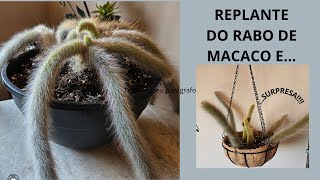 REPLANTANDO RABO DE MACACO E [upl. by Miarfe]