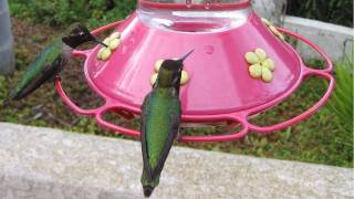 Hundreds of Hummingbirds at Bird Feeder in HD [upl. by Kidd]