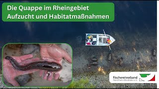 Die Quappe im Rheingebiet  Aufzucht und Habitatmaßnahmen [upl. by Kcirb]