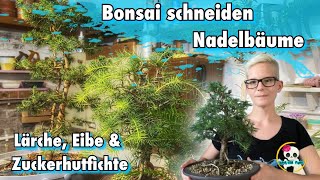 Bonsai schneiden  Lärche Eibe amp Zuckerhutfichte [upl. by Eteragram]