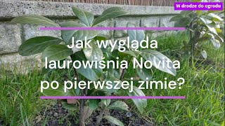 Jak wygląda laurowiśnia Novita po pierwszej zimie [upl. by Stier]