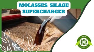 Unlocking the Benefits in small scale silage making How Molasses Enhances Silage Making [upl. by Norvol]