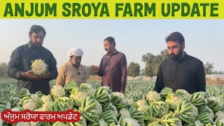 Anjum Saroya farm updates Gobi di kattai Khere di fasal da Hal ty Tomatar di paneri da ki banya [upl. by Arturo]