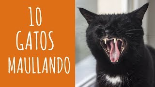 10 gatos maullando mucho y fuertePara molestar a tu gato o perro HD Sound Effect [upl. by Nomaid591]