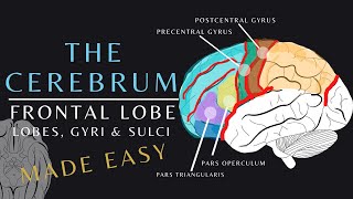 Lobes of the Brain Anatomy and Physiology of the Frontal Lobe  The Cerebrum brainanatomy shorts [upl. by Riatsila]