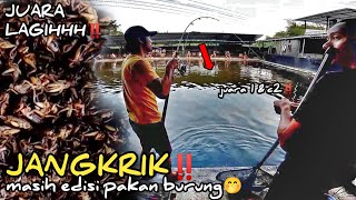 MANCING BAWAL PAKAI MEDIA UMPAN JANGKRIK BAWA AMPLOP JUARA 1 amp C2 [upl. by Nnayr]