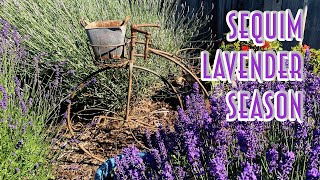 Sequim Lavender Season [upl. by Hermia]