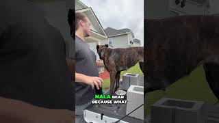 Training My Dutch Shepherd Dog in Scent Detection Using Cinder Blocks  Day 3 [upl. by Chaker]