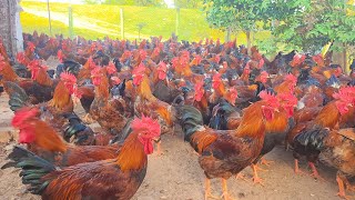 Harvesting egg amp Release the Chicken Rosster to the garden Daily work in Poultry Farming [upl. by Yramliw]