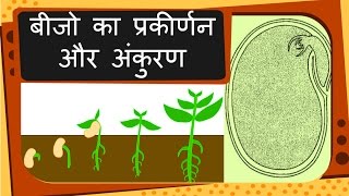 Science  Plant reproduction Seed and Germination  Hindi [upl. by Eniamrahs]