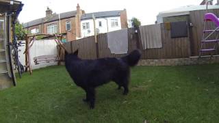 belgian shepherd groenendael barking [upl. by Anoet]