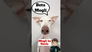 Mogli Don Dog ke American 🇺🇸 Uncle 😂  minivlog [upl. by Toor]