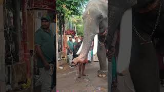 Tusker with long tusksplz subscribe for more videos [upl. by Reh61]