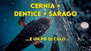 Pesca in apnea DENTICE  SARAGO  CERNIAe un po di culo [upl. by Narmis392]