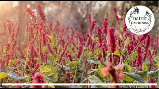 Baltic Gardening 🤍 Talking about Bistorta  snakeroot A must have perennial for each garden [upl. by Yenhpad]