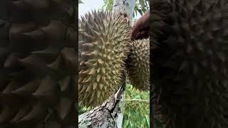 Harvesting durian  Green Farm 141 Harvestingdurian fruit satisfying harvest durian [upl. by Anha]