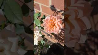 Rose Bush roses flowers rosebush plants garden breeze windy whiteroses gardenroses love [upl. by Anillek725]