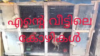 ente veetile kozhikal🐓my house hen ANSHIZ WORLD [upl. by Nilcaj]