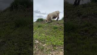 Horned Charolais 🐂 Climb the Hill [upl. by Adlin]