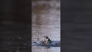 kingfisher diving 🧿 birds nature shorts [upl. by Eiramyma]