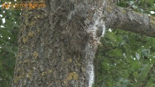 Schädlinge bereiten Kopfzerbrechen 10062015 [upl. by Iey]