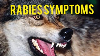 Rabies symptoms rabies kaise hota haitrendingvideo human rabieshydrophobia rabies patent [upl. by Nauhs327]