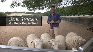 Kelpie Training with Joe Spicer GoGetta Kelpie Stud [upl. by Winchell]