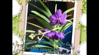 Как зацвела Орхидея ВАНДА  Vanda orchid is in bloom [upl. by Asirahc]