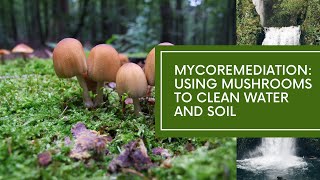 Final Update Join Us in Revolutionizing Remediation with Mycoremediation [upl. by Ormiston]