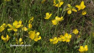 Wild flowers Ranunculus acris  buttercup meadow buttercup common buttercup and giant buttercup [upl. by Pubilis]