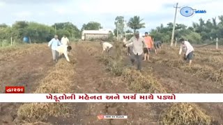 Gujarat Rains Farmers in Dwarka face huge crop loss due to incessant unseasonal rainfall in region [upl. by Danika915]