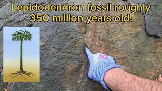 Fall fossil find in the Coal Region Lepidodendron [upl. by Beatrix]