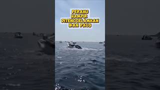 Perahu Diserang Ikan Paus fishing mancingmania mancing ikanpaus fyp [upl. by Aray304]