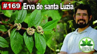 Autor da Própria Saúde  Erva de Santa Luzia Alergia febre diabetes ansiedade câncer [upl. by Ebberta]