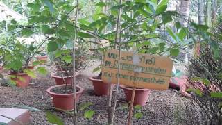 pathiri Stereospermum chelonoides  Ayurvedic Rumatic treatment puerperal fevers [upl. by Llenyt]