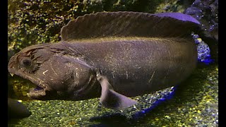 オオカミウオ Bering wolffish Anarhichas orientalis [upl. by Leifeste]