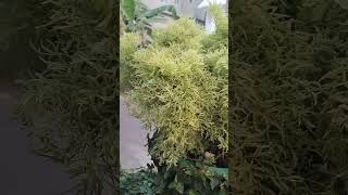 Polyscias fruticosa Evergreen shrub with spreading [upl. by Adina]