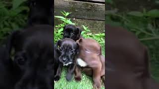 Patterdale Puppies From Alfie Pt 2 puppy patterdaleterrier premierpups puppytraining [upl. by Marne]