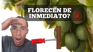 Capar Árbol de Aguacate o Palta para Activar Floración y Cuaje de Frutos [upl. by Krahmer]