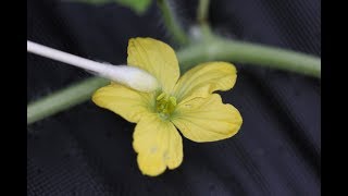 How To Hand Pollinate Watermelon Flowers [upl. by Sucitivel526]