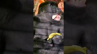 How do you eat a banana gorilla asmr mukbang eating [upl. by Ardnaik]