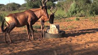 HARTEBEEST BOWHUNTING NAMIBIA [upl. by Zephaniah]