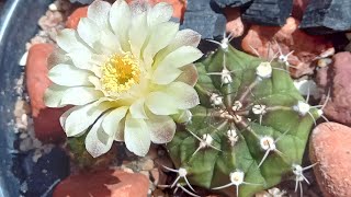 Flor do Cacto Gymnocalycium Mihanovichii cactobrasil suculentas [upl. by Winshell]