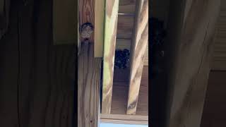 A Sneaky Paper Wasp Nest Under A Deck [upl. by Ayoras]