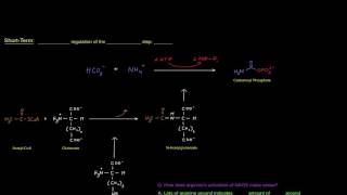 Urea Cycle Part 4 of 5  Regulation Long Term vs Short Term [upl. by Ocisnarf]