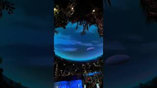 Rainforest Cafe at Disney Springs [upl. by Aicylla]