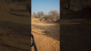 Charging Lion  Marataba Game Reserve  Safari Lodge  South Africa [upl. by Anrim]