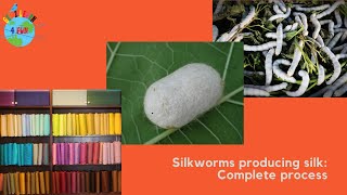 How do silkworms make silk [upl. by Cheshire]